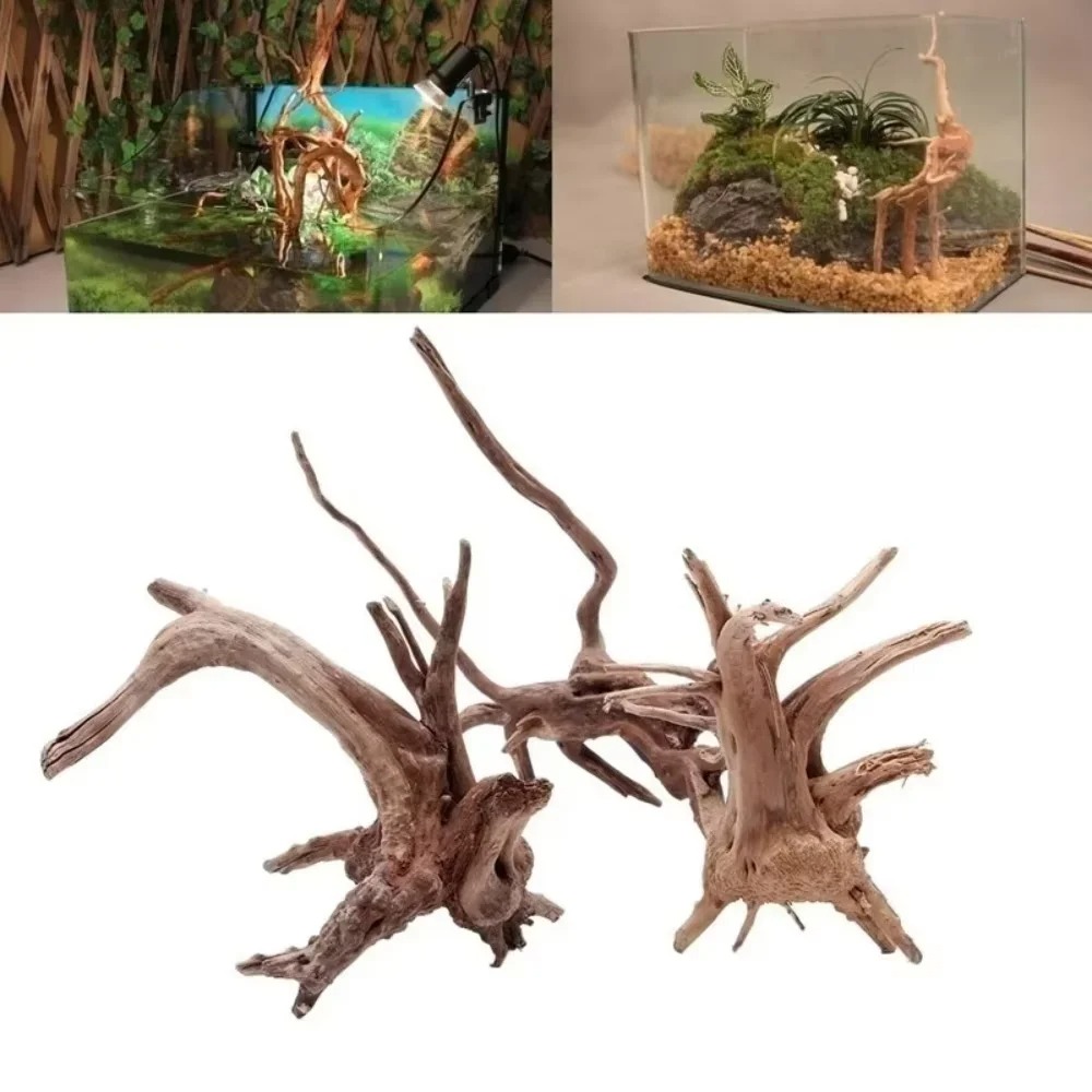 Aquarium Marine Fish - (15-20 سم) ديكور حوض أسماك من