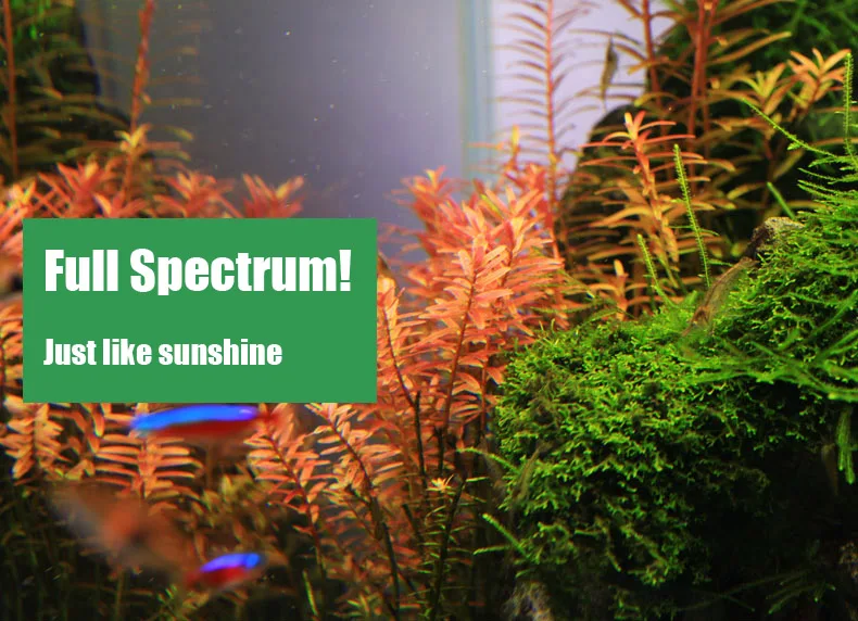 Chihiros C Series ADA Style Pl - مراجعة Marine Aquarium Led Lights وسعره