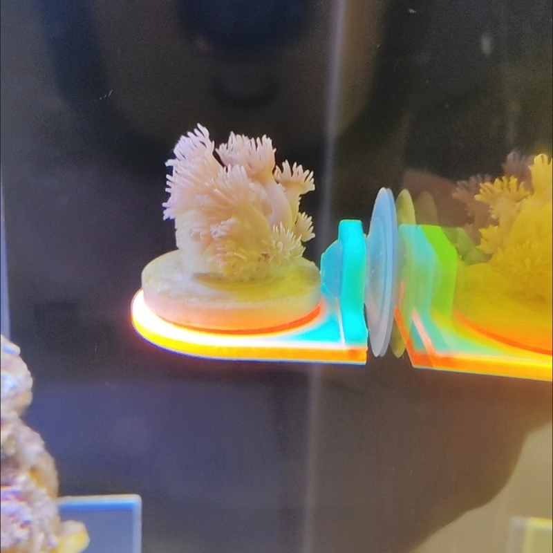 لون عشوائي المرجان Frag حامل ق - مراجعة Aquarium Marine Color وسعره